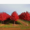 批发优良美国红枫树 现挖现卖组培扦插小树红冠红枫树