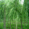 供应 柳树