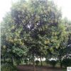 大叶女贞 香樟 无患子 栾树 工程苗木绿化 基地直销 量大优惠