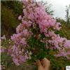 紫薇 独杆丛生 樱花 红叶李 基地大量 品种齐全 量大优惠