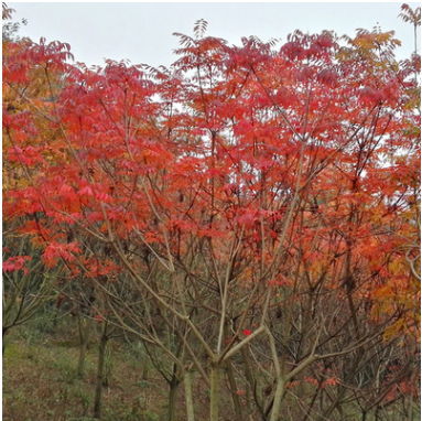 日本黄栌优质园林景观绿化工程苗木落叶乔木秋色叶树种产地直销
