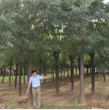 基地精品国槐5cm --20cm 多样优质园林工程国槐树