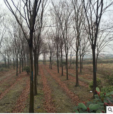 园林植物厂家供应 美观绿化榉树 黑土种植 可乔木