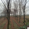 园林植物厂家供应 美观绿化榉树 黑土种植 可乔木