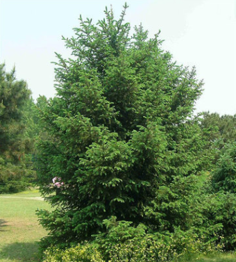 供应云杉树优质云杉树2米3米3.5米云杉树优质云杉圣诞树
