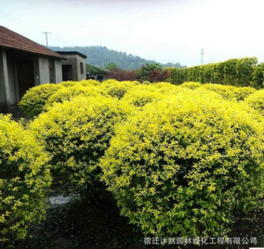 基地工程绿化苗直销 金禾女贞球树苗 庭院园林绿化金禾女贞球苗