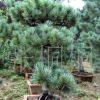 供应五针松(图) 五针松盆景 优质盆栽植物 泰安五针松