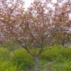 日本晚樱 粉色花系 泰安樱花12公分一级苗 树型饱满 苗圃直销