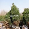 现货供应各种规格白皮松 优质泰安白皮松2.5米以上 基地直销