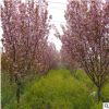 批发樱花 优质日本晚樱 泰安樱花10公分以上一级苗 树形饱满