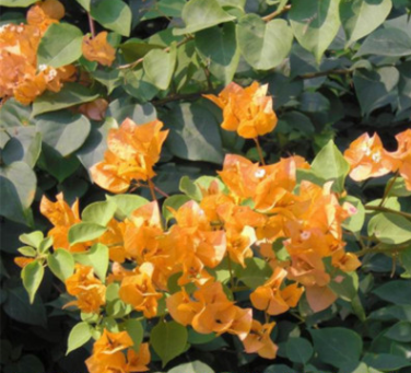 橙黄三角梅室内盆栽爬藤花卉攀援花卉植物重瓣大苗绿植颜色多样