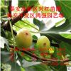 布兰瑞克无花果苗品种怎样 无花果种植在四川能不能丰产