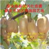 猕猴桃2年嫁接苗价格 黄肉猕猴桃苗口感好品质佳