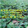 广州多品种果树嫁接苗 口感好香甜宝草莓幼苗 广东多品种草莓苗