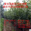 6公分樱花苗出售 红叶樱花苗价格 嫁接脱毒樱花苗 江苏樱花苗