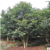 批发10-25cm从生杜英 精品杜英 优质绿化苗木杜英树 规格全价格低