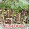 台湾大青枣果树苗蜜枣王嫁接苗南方种植枣树果苗盆栽地栽当年结果