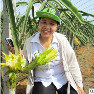 红心红肉火龙果苗南北方种植盆栽地栽庭院果树苗带芽带根当年结果