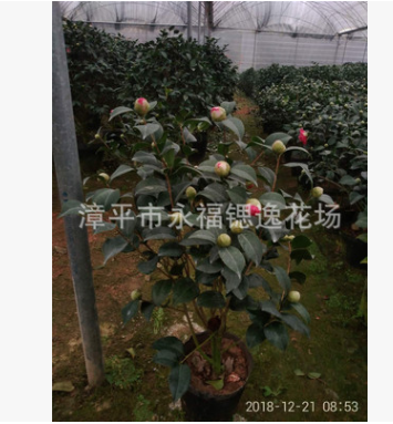 花农直接供货盆栽六七十高带有香味红色香茶花 克瑞墨大牡丹茶花