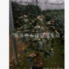 花农直接供货盆栽六七十高带有香味红色香茶花 克瑞墨大牡丹茶花