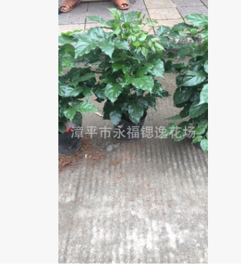 盆栽绿植四季长期花卉 180杯绿宝 50公分左右高度和七八十公分高