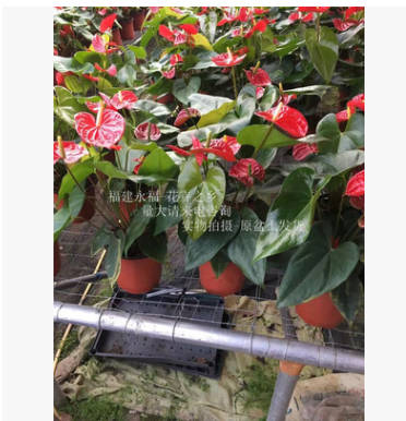大红色，盆栽红掌，4-6枝花，花农直销，红掌