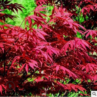 日本红枫批发 红舞姬 红舞妓 三季红 红枫 风景树