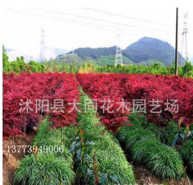 乔木 苗圃苗 叶大红叶 品质好 行道风景树