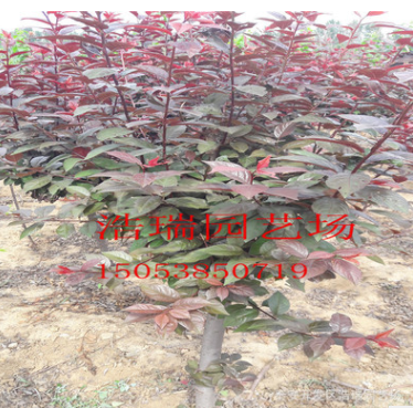 红叶李紫叶李绿化树木 低价出售各种绿化树