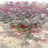 红叶李紫叶李绿化树木 低价出售各种绿化树