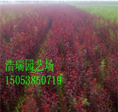 大型绿化树苗 红叶李树苗经销 厂家出售紫叶李