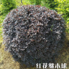 新浩叶园林 供应 红花檵木小毛球 各种规格