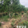 供应多杆女贞树 高杆女贞树 绿化工程