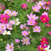 波斯菊种子 易播种速生 工程绿化种子批发 多色可选