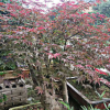 红枫盆景 红枫盆栽 绿植花卉 基地直销