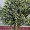 无刺枸骨 正宗枸骨盆景 枸骨造型盆栽