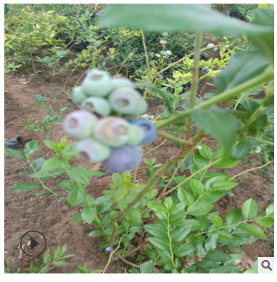 基地直销优质蓝莓苗 蓝丰蓝莓苗品种纯正欢迎欢迎实地考察蓝莓苗