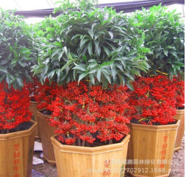 批发室内高档植物盆栽批发 富贵籽 观赏型植物 净化空气