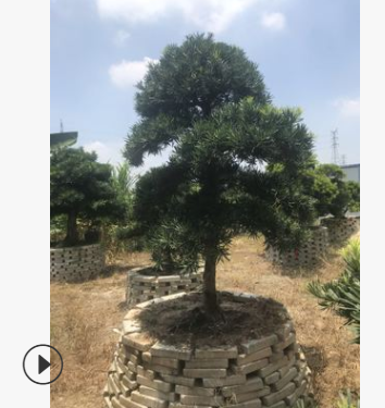 编号64直销优质中国罗汉松 1.5米乔木园艺庭院罗汉松常绿性盆景树