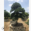 编号64直销优质中国罗汉松 1.5米乔木园艺庭院罗汉松常绿性盆景树