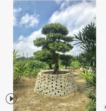 中国罗汉松海岛红芽 室内造景罗汉松盆栽背景植物观赏绿植树