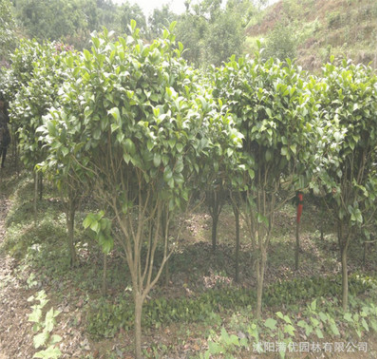 苗圃批发耐冻茶花 室内庭院花卉植物 绿植盆景 常绿灌木四季茶花