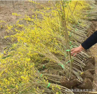 批发丛生连翘 攀援花卉 庭院植物 花灌木 护坡苗木道路工程绿化