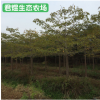 福建漳州绿化苗木 园林绿化木棉