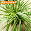 生态农场金边吊兰绿萝吊兰苗批发 盆栽植物绿植吊兰花卉吊兰花苗