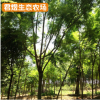 基地供应福建蓝花楹树苗 绿化工程苗木蓝花楹风景树 规格齐全