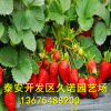 大棚草莓苗直供 脱毒奶油草莓小苗 当年结果 丰产果大 多品种