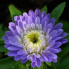观花种子 翠菊 玫瑰种子八月菊蓝粉翠菊园林景观绿化花卉种子 阳台庭院种植花籽 园艺花种子