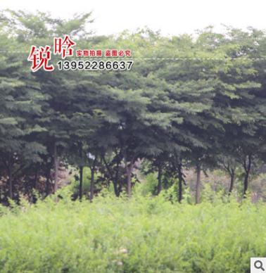 基地榉树苗批发 规格齐全 耐寒耐旱榉树 绿化苗图2