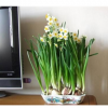 室内盆栽有氧水仙花种球水培植物净化空气水生水仙种球办公室绿植批发